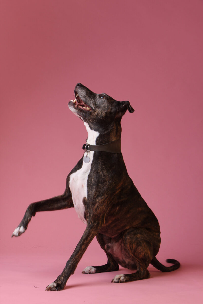 Professional pet photography capturing pet's unique personality and love