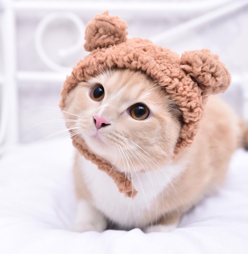 Pet Photoshoot Experience capturing the personality and charm of your furry friend
